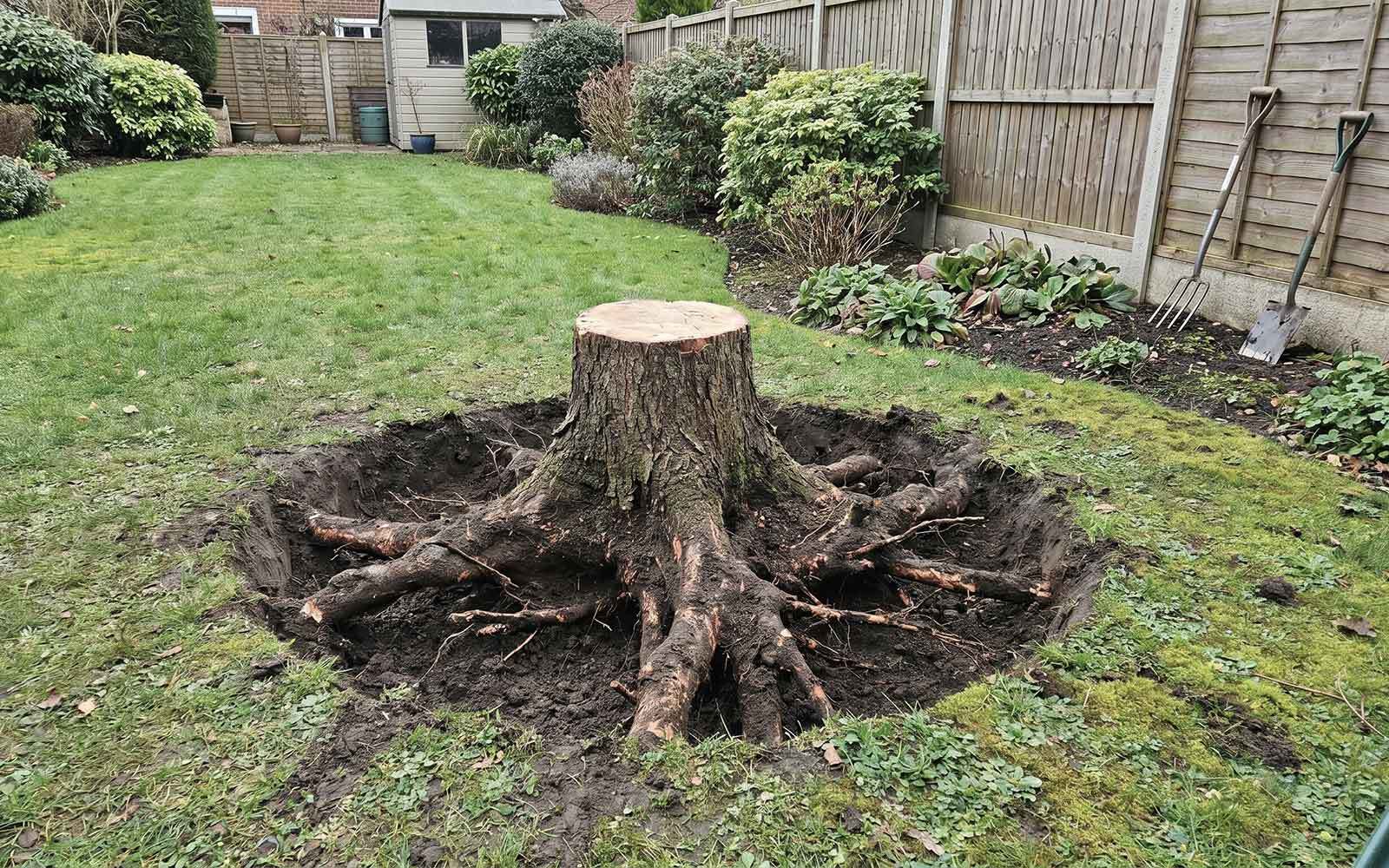 G4orce Tree Surgery Work