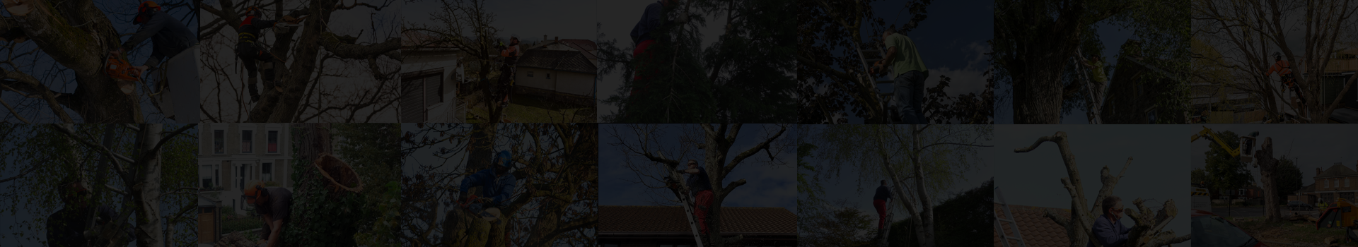 G4orce Tree Surgery